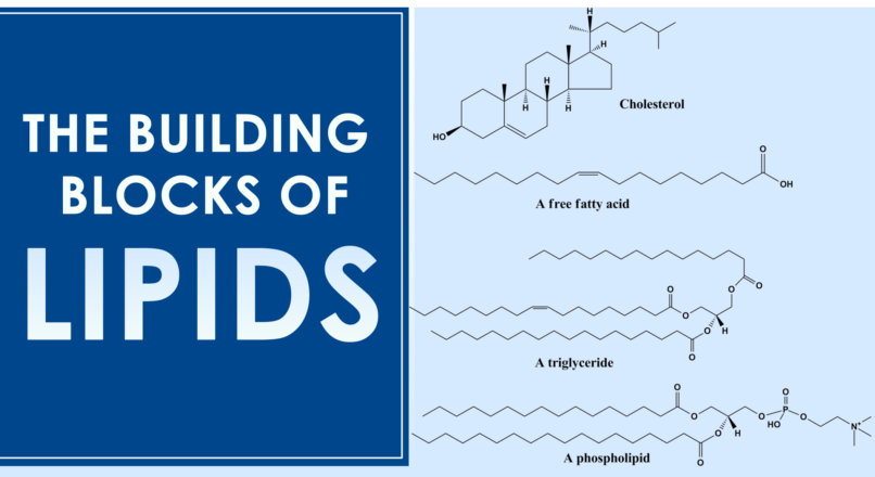 The Building Blocks Of Lipids