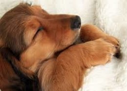 ¿Los perros realmente Sueño?