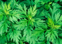 Discover Amazing Mugwort Uses And Its Medicinal Value To The World?