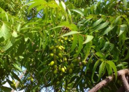 What Are The Unique Health Benefits Of A Neem Tree – ”Dogon Yaro”
