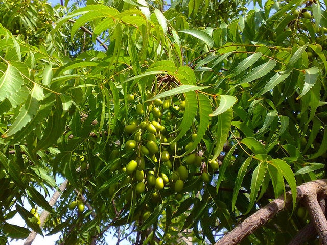 What Are The Unique Health Benefits Of A Neem Tree Dogon Yaro Scholars Ark