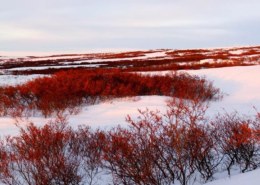 Por que o bioma Tundra é notavelmente o bioma mais frio do mundo