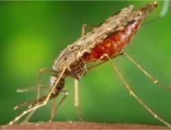 Scientific Microbes вполне может действовать как вакцина против малярии