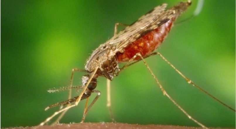 科学微生物可以完全充当疟疾疫苗