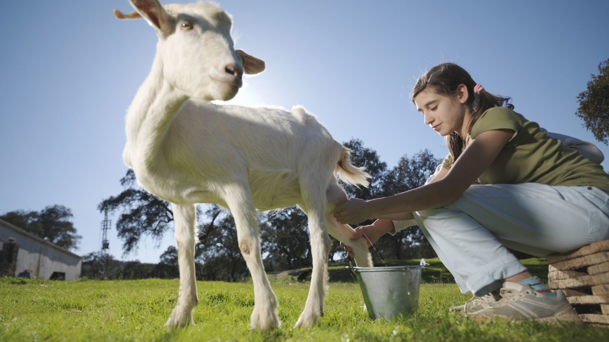 Leche de vaca vs leche de cabra - ¿Qué es más saludable para el cuerpo