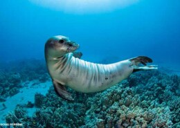 Why Do Harbor Seals Swim Upside Down?
