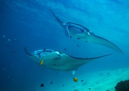 Manta ray vs Stingray – Facts, Body Structure, Habitat, Size And Lots More