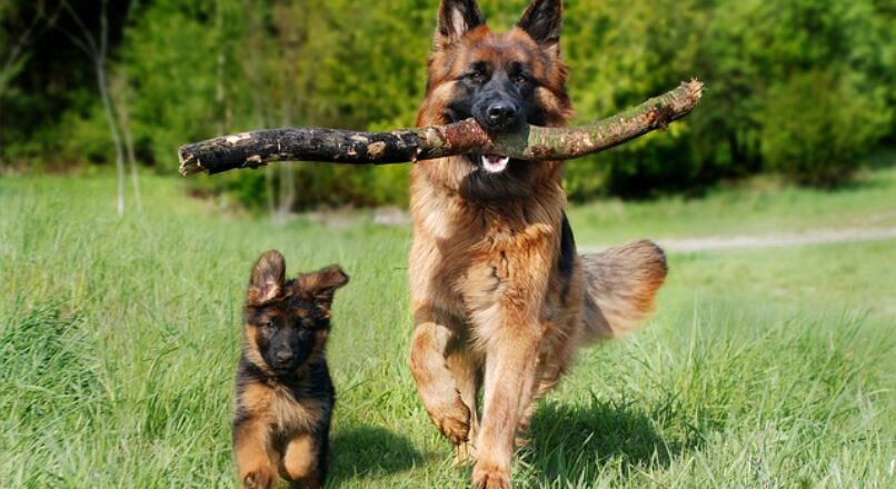 difference between Alsatian and German Shepherd Dog breeds