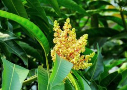Stunning Health Benefits Of Mango Leaves