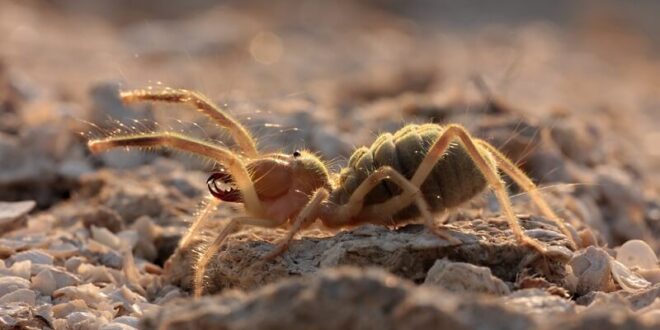 Are Camel Spiders Poisonous? - Facts, Diet, Lifespan - Scholars Ark