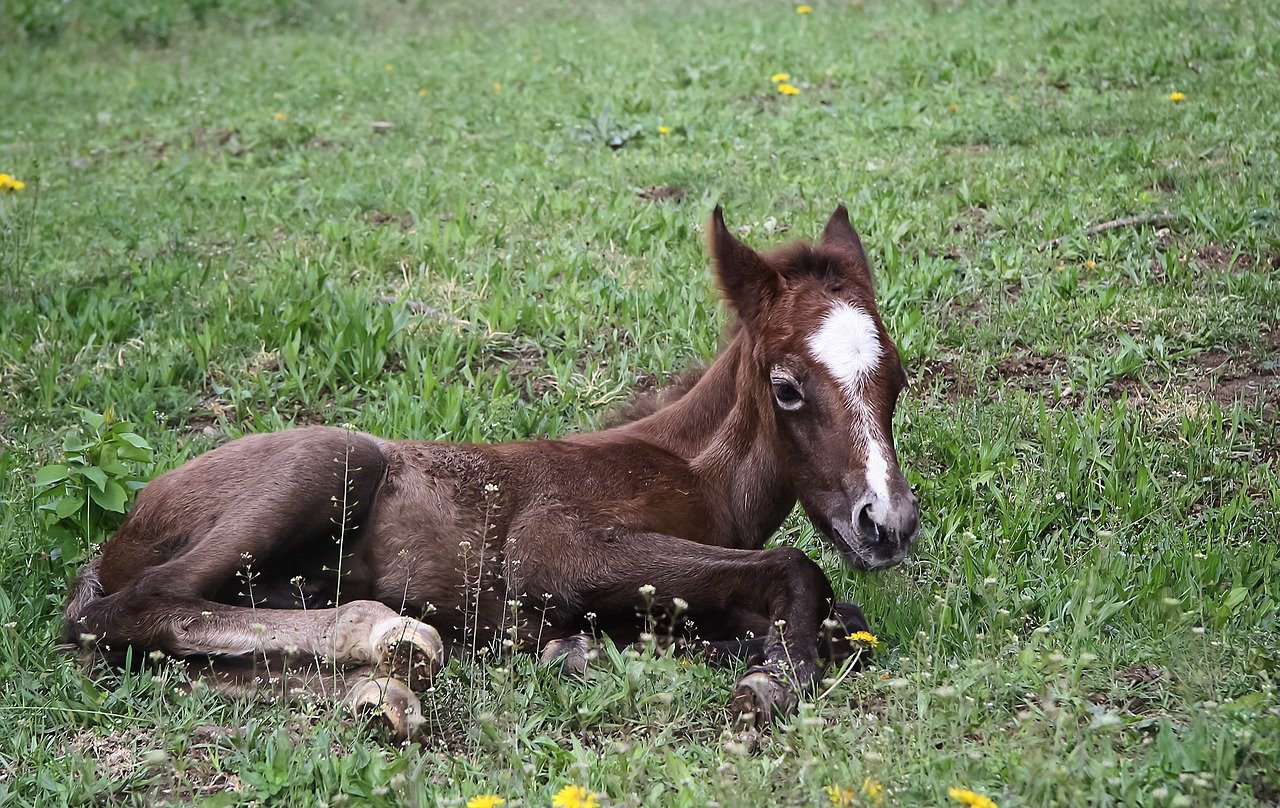 foal and pony