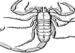 Har skorpioner utviklet seg fra hummer?