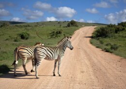 Stimmt es, dass Zebras Allesfresser sind??