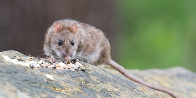 are-rats-dangerous-to-humans-scholars-ark