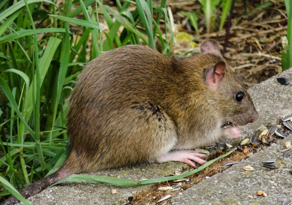 Zijn ratten gevaarlijk voor mensen??