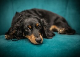 ¿Se pueden administrar medicamentos para humanos a los perros??