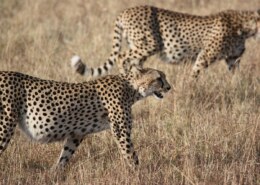 Gjør Cheetahs Roar – Interessante fakta om geparder
