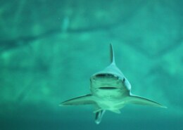 Why Blood Attracts Sharks – (Explained)