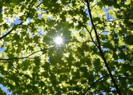 Why Does Photosynthesis Specifically Produce Glucose?