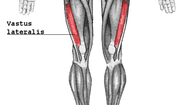 quadriceps flexors