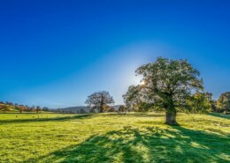 Дали дърветата са единственият източник на кислород?