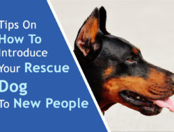 Tips On How To Introduce Your Rescue Dog To New People