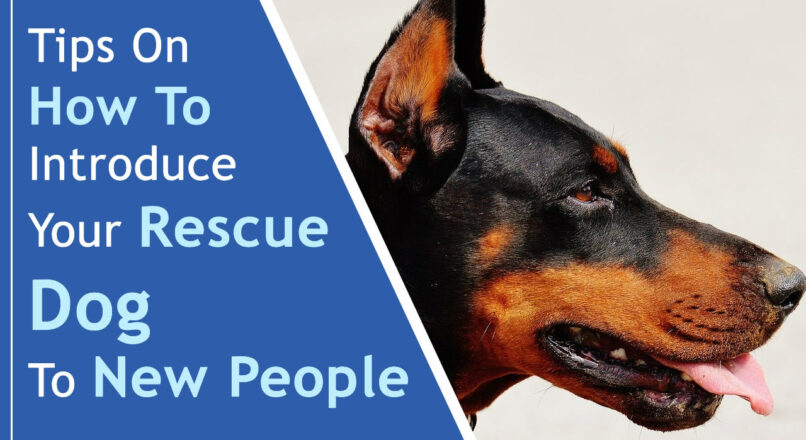 Dicas sobre como apresentar seu cão de resgate para novas pessoas
